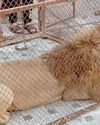 Authorities seize 18 lions across Punjab province29