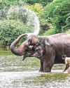 Jumbo journey as elephant set to return home28