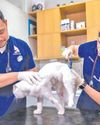 Doctors warn pet owners on summer heat risks12