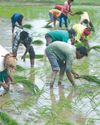 India's 2025 rice exports surge to near record as curbs lifted48