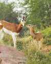 UAE laws regulate trade in 'endangered species'3