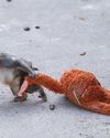 Treatment of viral monkey draws criticism Treatment of viral monkey draws criticism22
