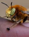 A California photographer is on a quest to photograph native bees A California photographer is on a quest to photograph native bees56