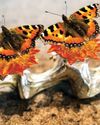 Denmark exploring if gastronomy can be recognised as an art form55