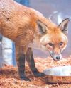 Stowaway fox sails from UK to New York port Stowaway fox sails from UK to New York port15