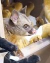 Real possum appears among plush toy animals14