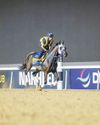 D'Angelo dreaming of Dubai breakthrough with Bentornato54