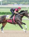 Strong field of horses to vie for top honours at Dubai Golden Shaheen56