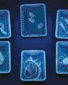 Suitcase with 223 endangered animals found Suitcase with 223 endangered animals found8