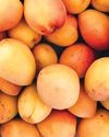 ALIMENTARY Apricots24
