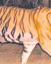 పులి జాడలతో జనం బెంబేలు21
