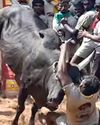 ఎద్దు బీభత్సం..2