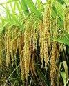 धान से धन्य छत्तीसगढ़, पर दलहन की दाल नहीं गली, तिलहन का निकला तेल धान से धन्य छत्तीसगढ़, पर दलहन की दाल नहीं गली, तिलहन का निकला तेल