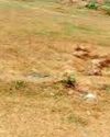 मोपका की 310 सरकारी जमीन 40 टुकड़ों में अवैध तरीके से बिकी मोपका की 310 सरकारी जमीन 40 टुकड़ों में अवैध तरीके से बिकी