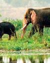 चिंघाड़ से सहमे ग्रामीण,हाथियों ने जंगल छोड़ नदी किनारे डाला डेरा