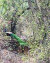 Delhi Ridge not property of forest dept, belongs to citizens: HC8