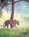 Village relocation from core areas of tiger reserves 'purely voluntary': Govt