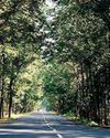 India's forest and tree cover increased by 1,445 sq km from 2021 to 2023: Govt report