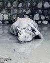 Postmortem of rhinoceros found dead in zoo reveals acute haemorrhagic enteritis