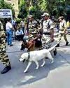 Once adding 'bite' to force, CRPF launches adoption of retired sniffer, assault dogs