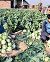 In major farm push, FM unveils 6 new schemes, raises KCC limit to Rs 5 lakh