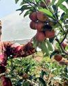 Dry spell sends apple farmers in Shimla state of worry