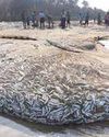 India's Fishery Sector Loses $2.2 Billion Annually Due to Wastewater Contamination: Study India's Fishery Sector Loses $2.2 Billion Annually Due to Wastewater Contamination: Study