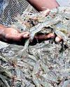 Centre Pushes for Saline Aquaculture Hubs in Haryana, Punjab, Rajasthan and Uttar Pradesh43