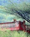 Through Leopards LAIR Through Leopards LAIR