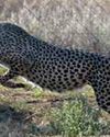Eight Cheetahs to Be Brought to India from Botswana in 2 Phases Eight Cheetahs to Be Brought to India from Botswana in 2 Phases