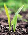 Saving Soil for a Secure Future