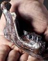 Jaw-dropping: Ancient jawbone found in Taiwan belonged to enigmatic group Jaw-dropping: Ancient jawbone found in Taiwan belonged to enigmatic group