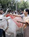 Govt to launch survey of cow shelters, provide financial aid for their op: CM Govt to launch survey of cow shelters, provide financial aid for their op: CM