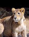 Delhi zoo welcomes Asiatic lion cubs after 16 years Delhi zoo welcomes Asiatic lion cubs after 16 years