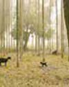 SC bars Centre from granting retrospective green clearances SC bars Centre from granting retrospective green clearances5