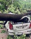 New SOPs enable fast-track tree removal in crisis situations and mandatory reporting within 24 hrs25