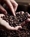 Coffee exports up 125% to $1.8 bn in last 11 yrs63