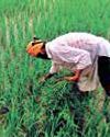 No concessions to US on agri, dairy, GM foods: An explainer14