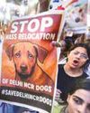SC Criticises Inaction of Local Bodies on Stray Dogs Control, Reserves Order4