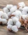 Govt Allows Duty-Free Cotton Import Till Sept 30 Govt Allows Duty-Free Cotton Import Till Sept 3065