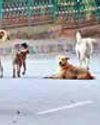 'Refrain from harsh action against stray dogs till SC verdict' 'Refrain from harsh action against stray dogs till SC verdict'22