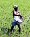 Fertilizers Supply During Ongoing Kharif Sowing Season Comfortable78