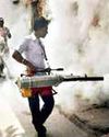 Dengue Cases Lower Than '24 Till Aug; Malaria, Chikungunya Rise Dengue Cases Lower Than '24 Till Aug; Malaria, Chikungunya Rise17