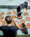 Microchips, major doubts: Experts question Delhi's dog-tracking plan15
