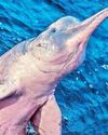 Pink river dolphins face rising mercury threat in Amazon4