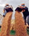 Govt sets wheat output target at 119 million tonnes for 2025-2673