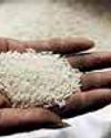 India's rice exports to rise over 10% in FY26 in volume terms: APEDA India's rice exports to rise over 10% in FY26 in volume terms: APEDA75