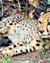 Biodiversity boost as Indian-born Cheetah delivers five cubs at Madhya Pradesh’s Kuno Biodiversity boost as Indian-born Cheetah delivers five cubs at Madhya Pradesh’s Kuno40