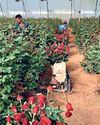 Blossoming prosperity: Madhya Pradesh's Guna rose fields fuel 'Viksit Bharat' dream Blossoming prosperity: Madhya Pradesh's Guna rose fields fuel 'Viksit Bharat' dream45