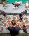 DoE names teachers as nodal officers for stray dog matters29